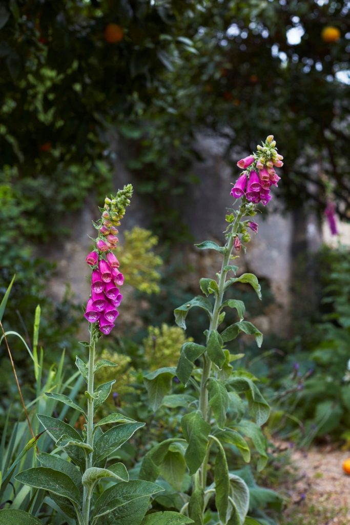 Red House Garden