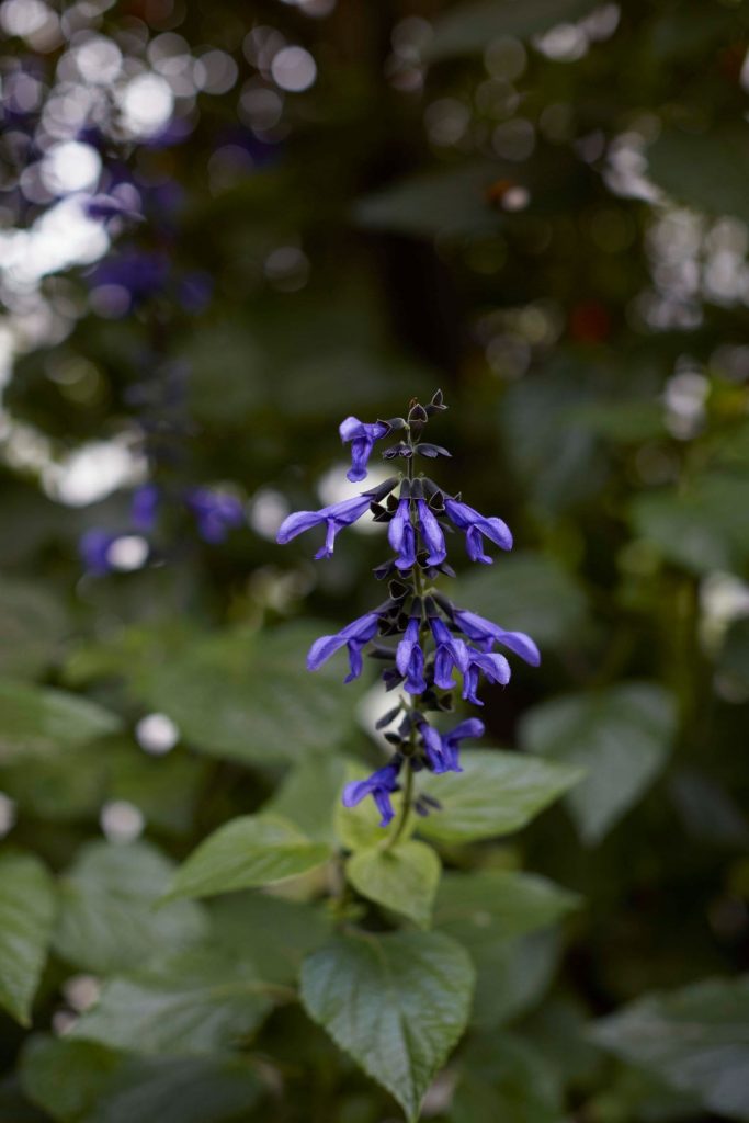 Red House Garden